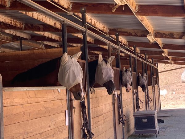 Four horses in a stable wearing protective fly masks.