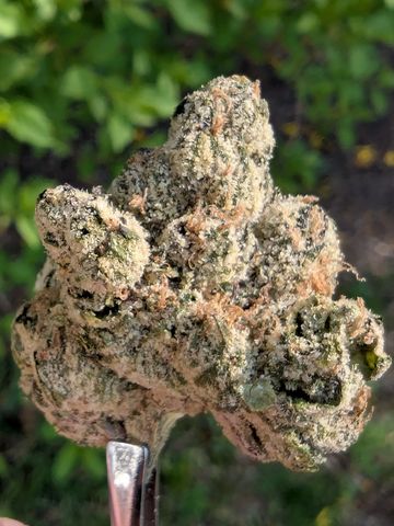 Close-up of a dense, frosty cannabis bud covered in trichomes.