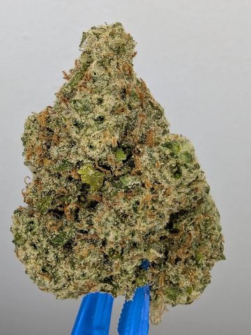 Close-up of a dense cannabis bud with orange hairs and trichomes.