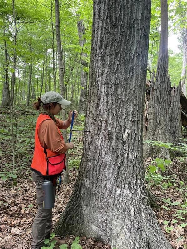 Person measuring tree circumference in a forest.