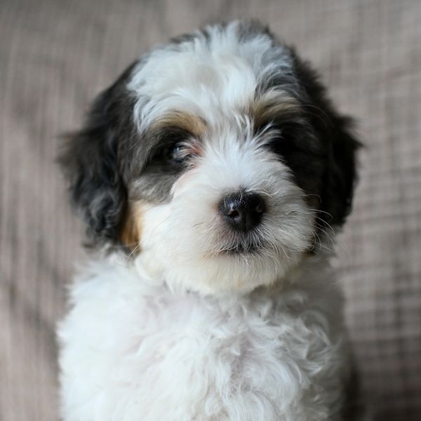 Fluffy black, white, and brown puppy with soft fur looking at the camera.