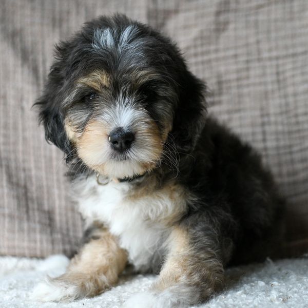 Fluffy tricolor puppy sitting on a soft surface with a brown background.