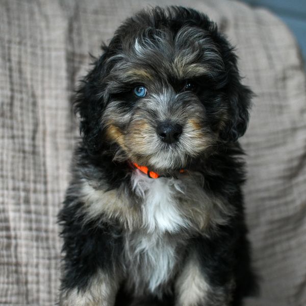 Fluffy puppy with unique heterochromia eyes and an orange collar.