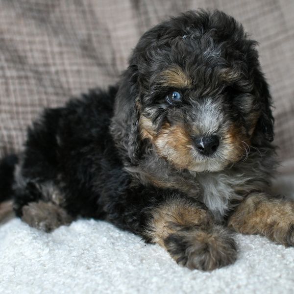 Fluffy tricolor puppy with curly fur lying on a soft surface.