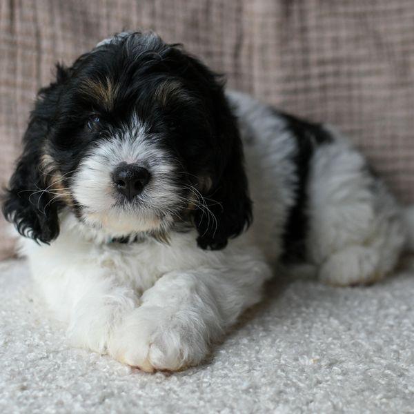 A fluffy black and white puppy lying on a soft carpet.