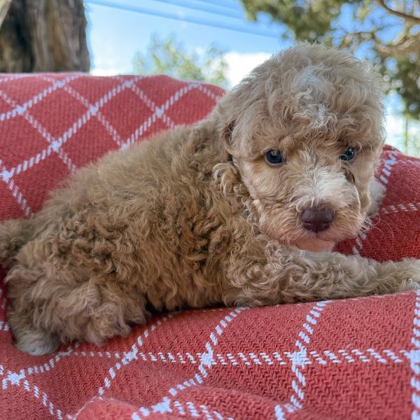 Curly-haired puppy lying on a red blanket.