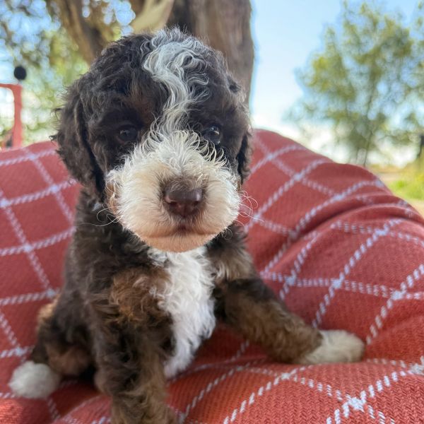 Curly black, white, and brown puppy sitting on a red blanket.