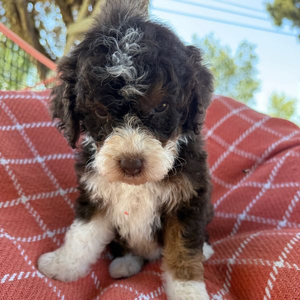 Curly black and white puppy sitting on a red blanket.