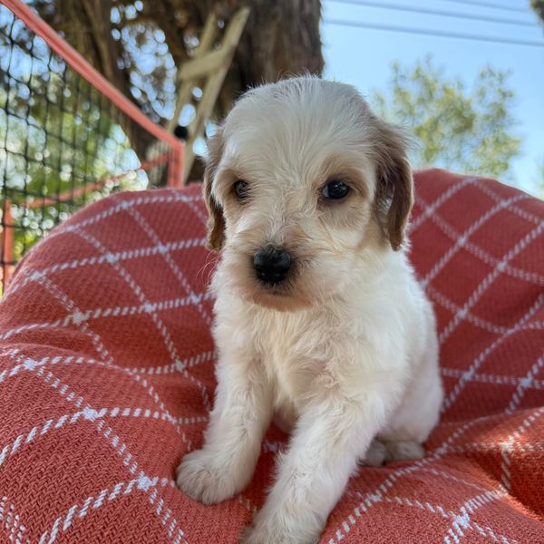 Cute white and brown puppy sitting on a red blanket.