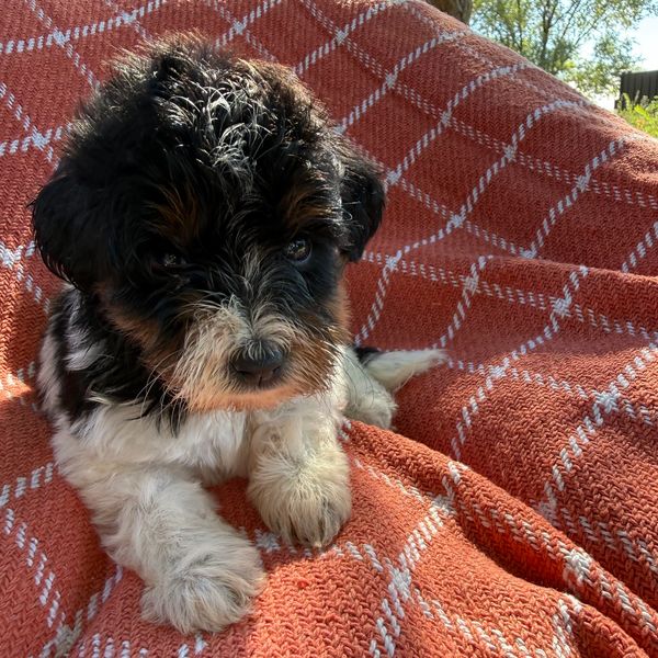A cute black and white puppy on an orange blanket.