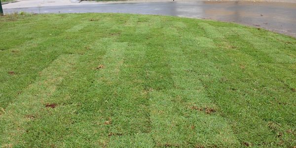 Turf freshly laid