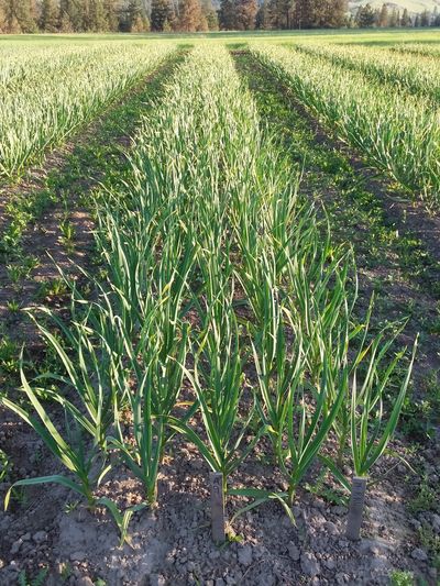 Garlic planted is slightly raised beds.