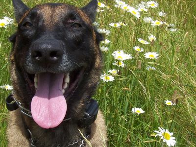 Lugar, my 5 year old Belgium Malinois