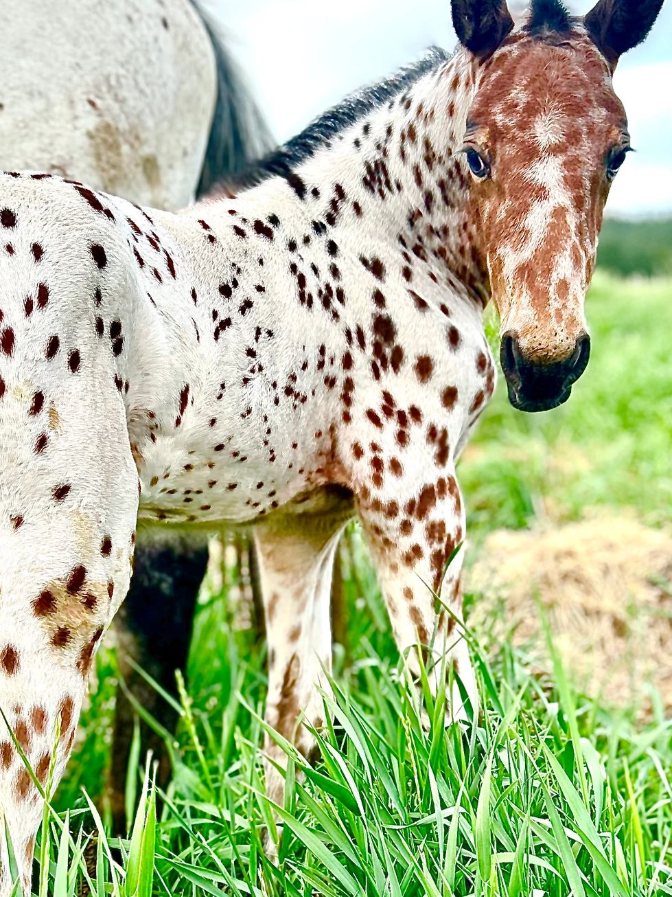 Bay Leopard Appaloosa Filly