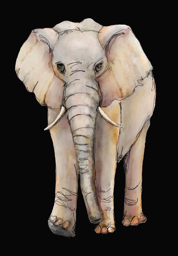 Elephant