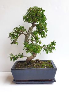 London Bonsai stockist
Chinese Elm Bonsai Tree
Bonsai Trees