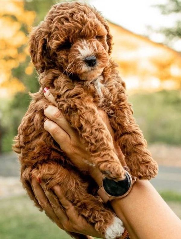 Goldendoodle Guardian Program in Southern Utah Dixie Goldendoodles