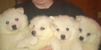 Standard American Eskimo Puppies for sale