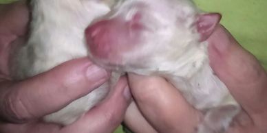 American eskimo puppies for sale