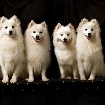 American eskimo hotsell breeder near me