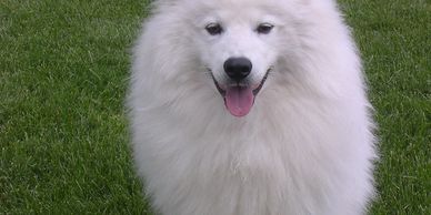 Standard American Eskimo Dog