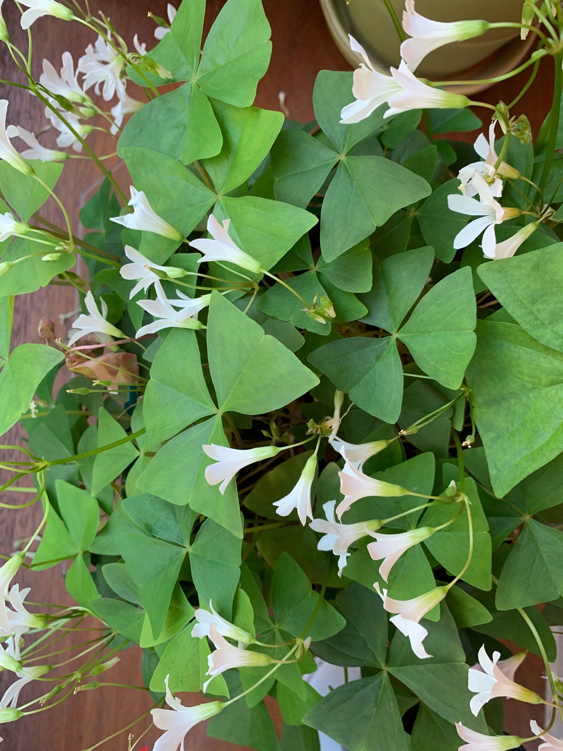 Brook Run Village Neighborhood