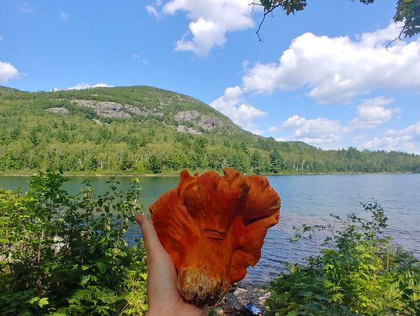 Lobster Mushroom, Lake, Mountain