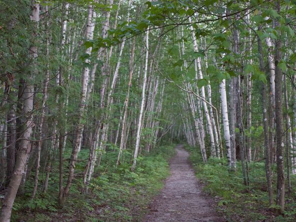 Hiking Trail, Birch Trees