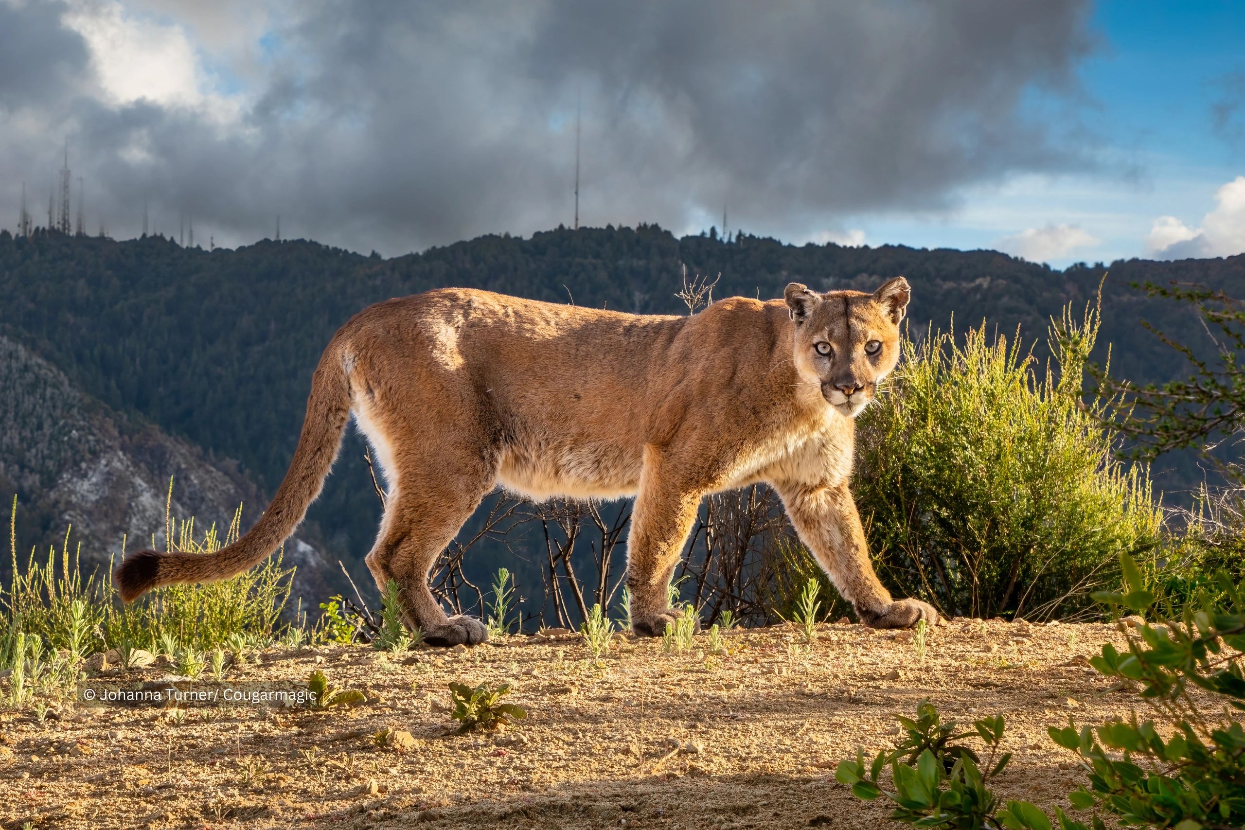 Cougar Conflict, image size:2560x1707