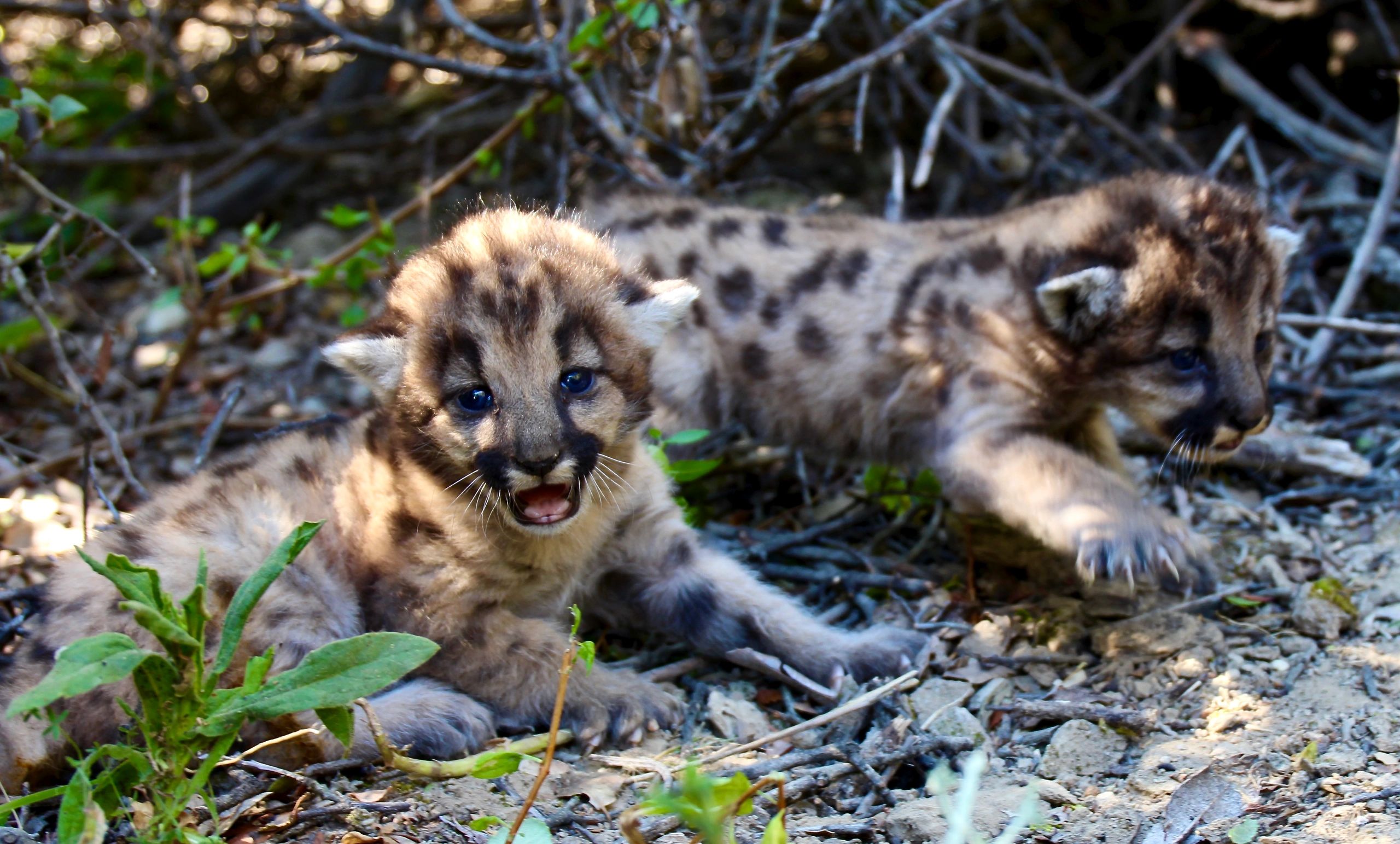 CA Endangered Species Act CA Endangered Species Act