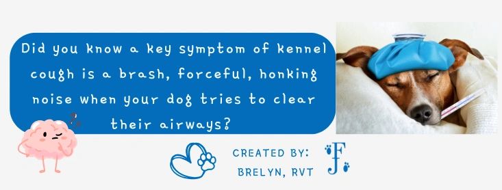 What is Dog Kennel Cough: Symptoms & Treatment Guide