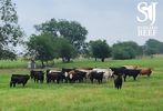 Barnard Beef Cattle Co./Central Texas, Tx