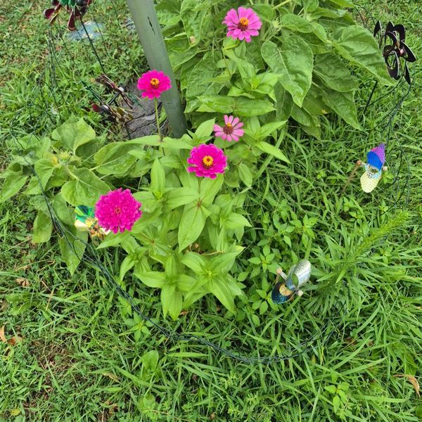 Pink flowers blooming in green grass surrounded by garden decorations.