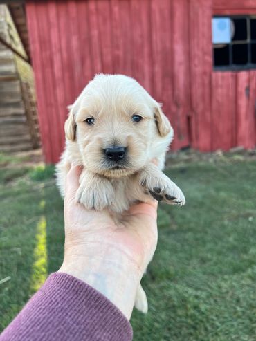 Golden retriever puppy