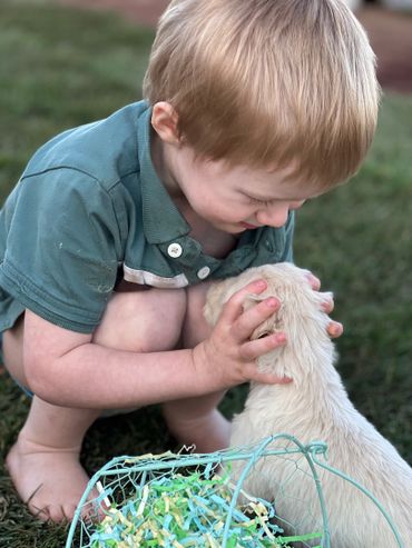 Golden retriever puppy playing with my youngest child.