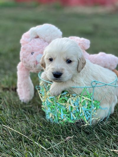 Puppy in an Easter basket 
