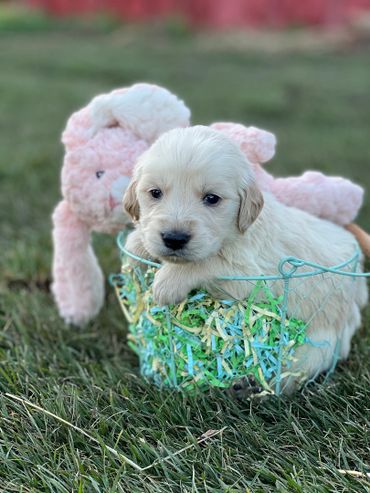 Golden retriever puppy in an Easter basket