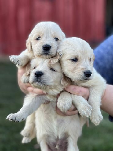 Three golden retriever puppies being held