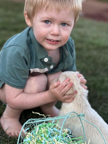 Golden retriever puppy playing with Melissa’s youngest child