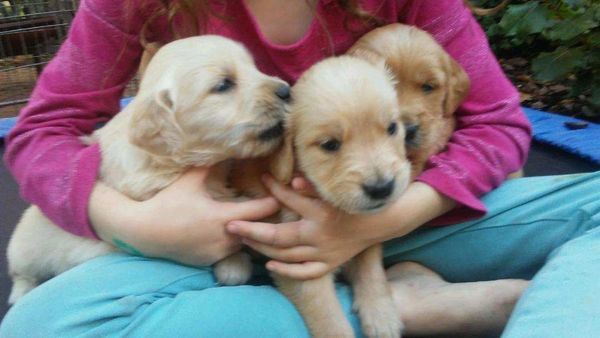 Three golden retriever puppies being held and puppies for sale