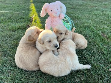 Four golden retriever puppies by and Easter basket