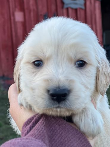 Golden retriever puppy