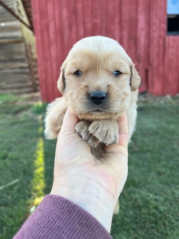 Standard Golden retriever puppy