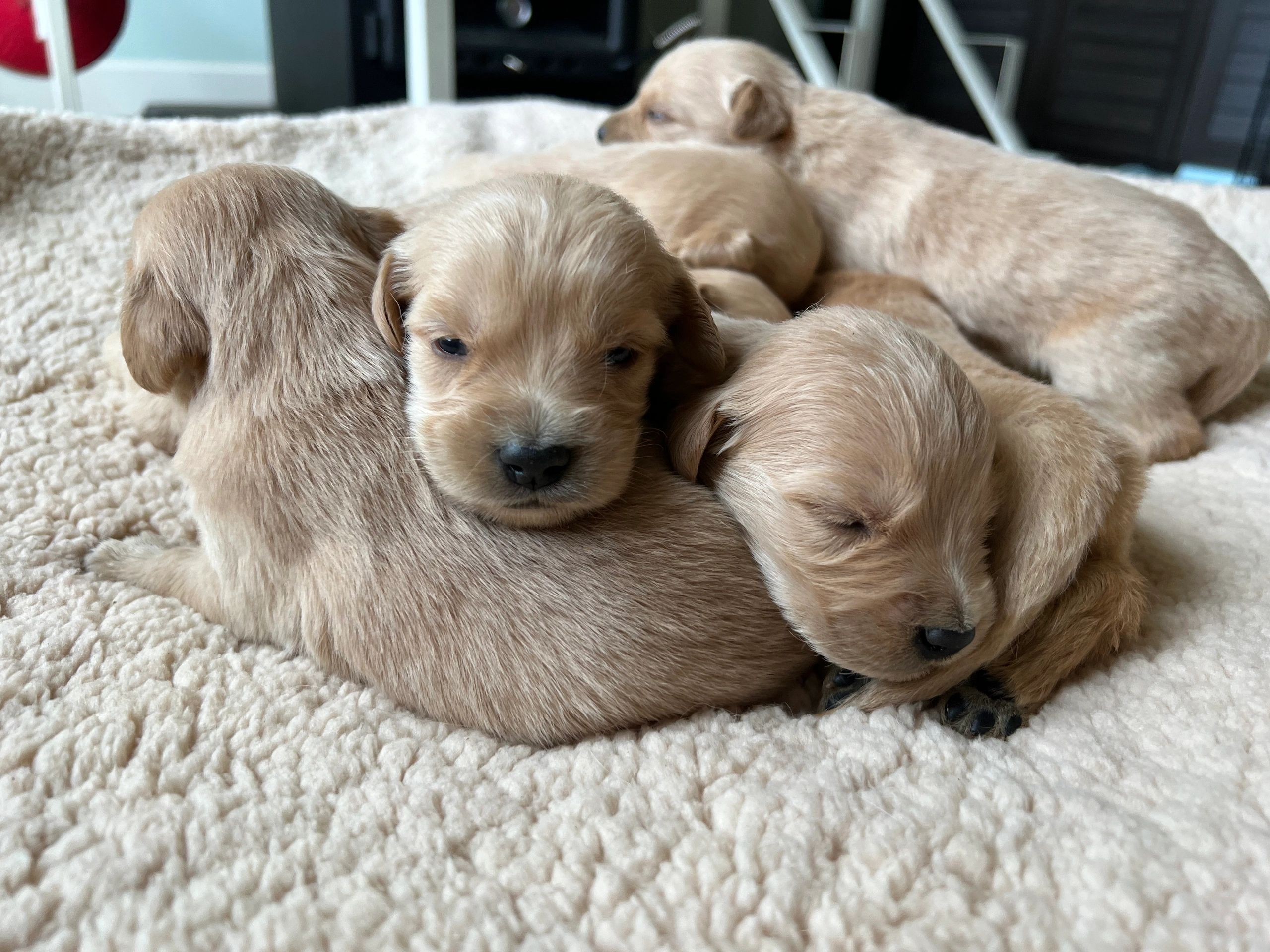 Golden Retriever Puppies - GoldensofGoldendale