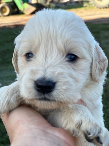 English Cream retriever puppy