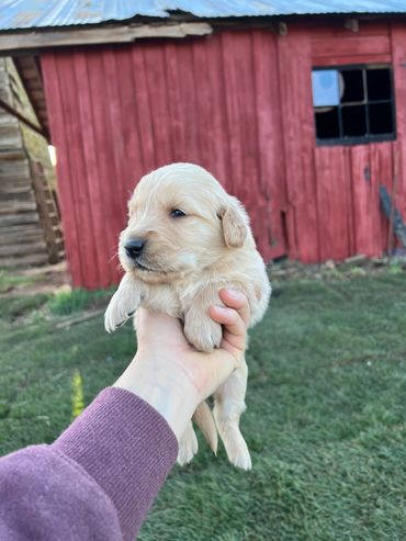 Golden retriever puppy 