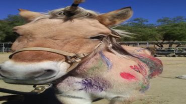 Ole is a Fjord horse, and lives with his long time BFF, Finn. The boys pulled a cart together for ma