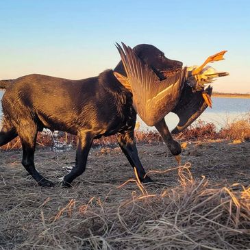 Goose hunting