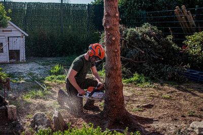 Boomverzorger in Asse verwijdert boom