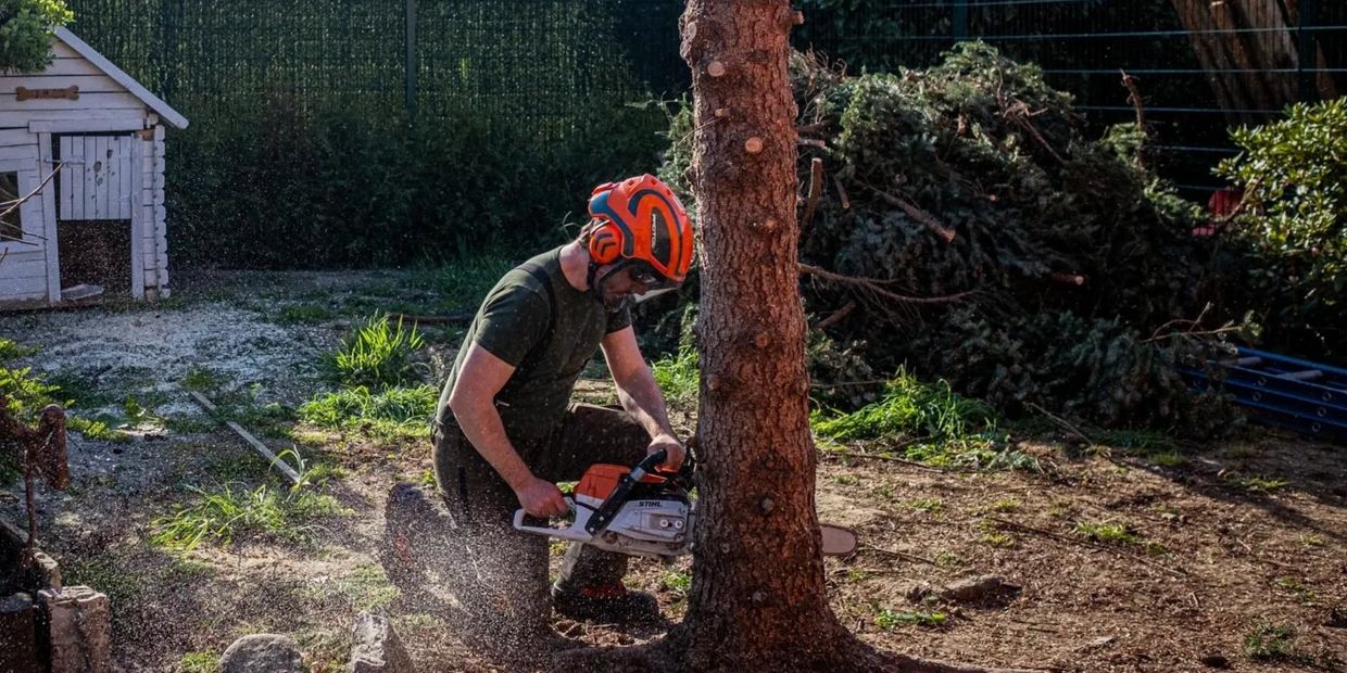 Boom vellen en demonteren door een boomverzorger